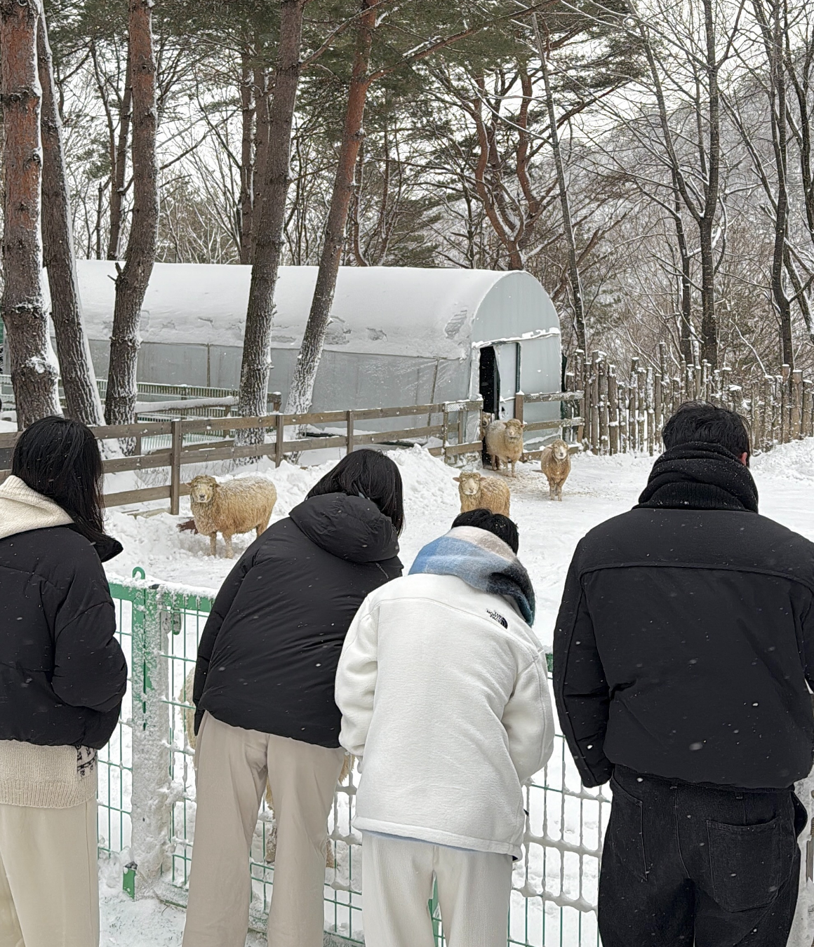 한국의 삿포로, 강원도 눈꽃 투어