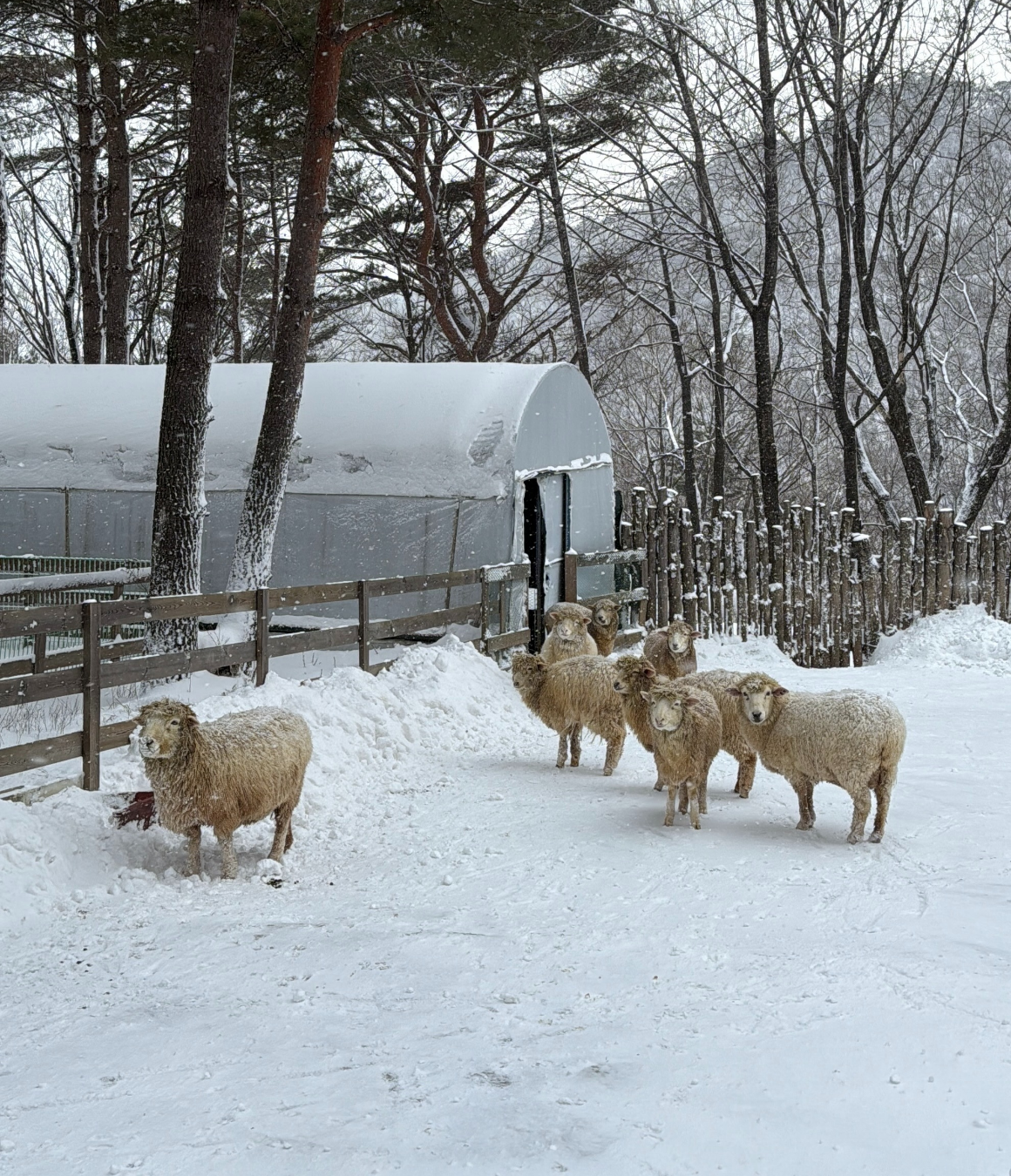 한국의 삿포로, 강원도 눈꽃 투어