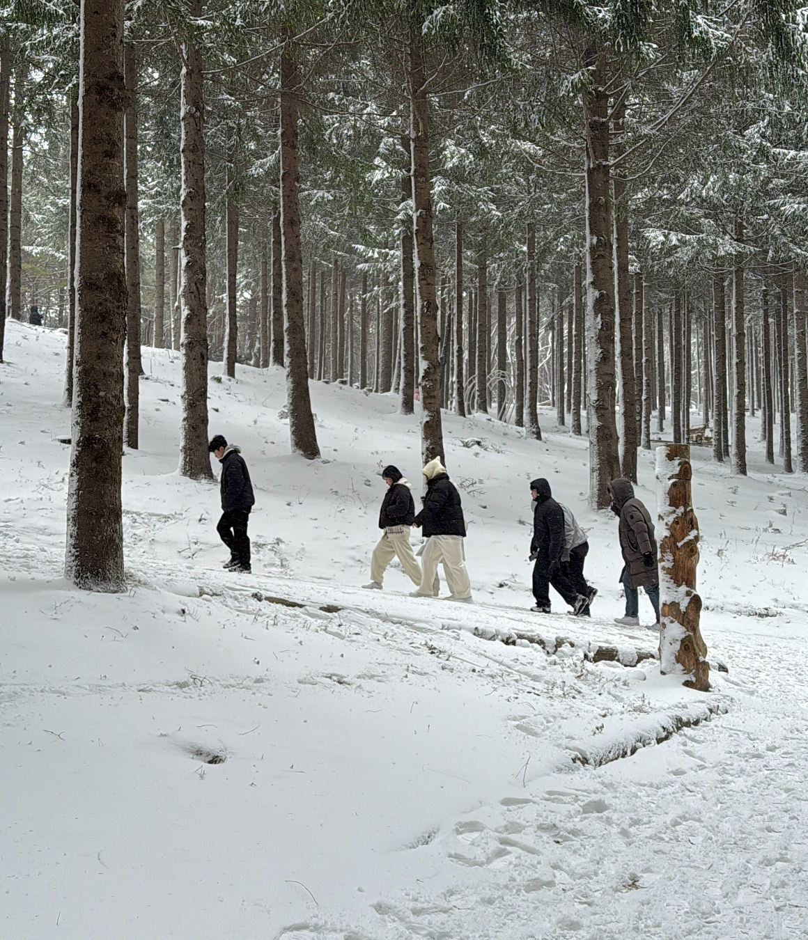 한국의 삿포로, 강원도 눈꽃 투어